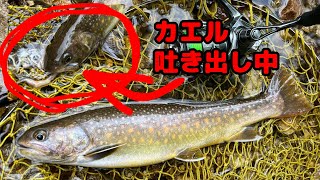 カエルを丸呑みしたイワナが釣れた！　尺イワナ 渓流ルアー