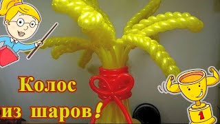 Как сделать колос из воздушных шаров. Колос из шдм.