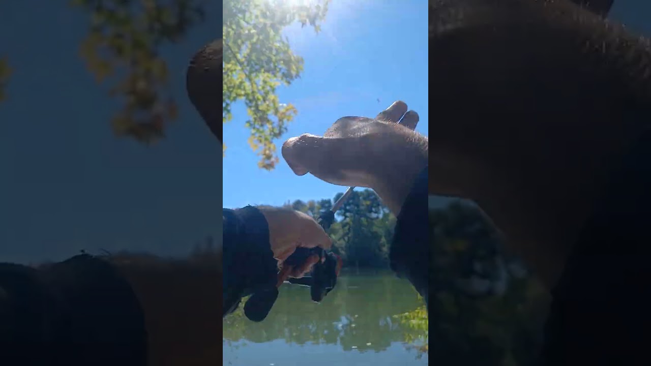 Fall bass fishing October 6th blue speced river bug tight lines my 2nd bass of the day bass pro 😎