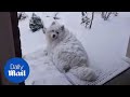 Funny dog happily lays on the porch covered in SNOW!