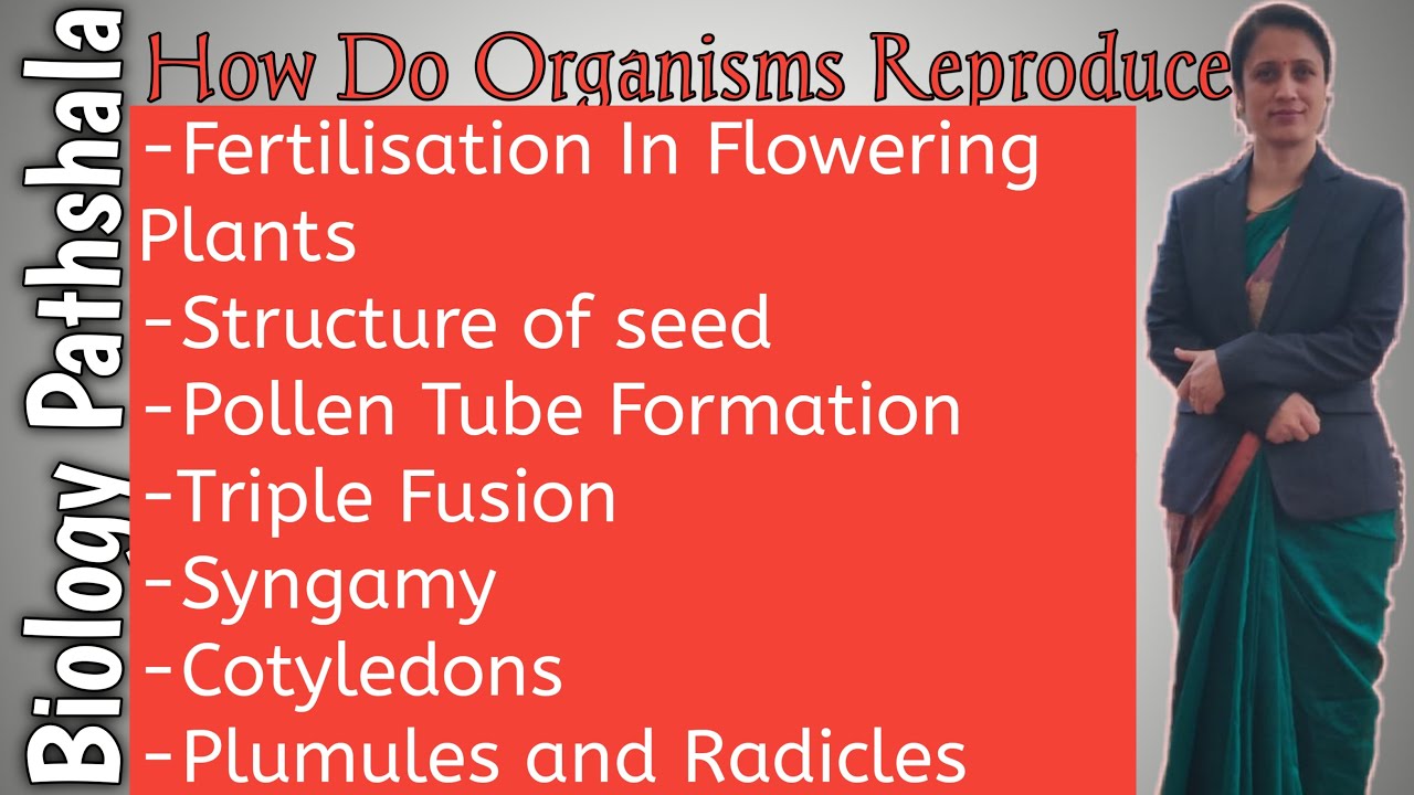 How Do Organisms Reproduce(Double Fertilisation) Class X Chapter