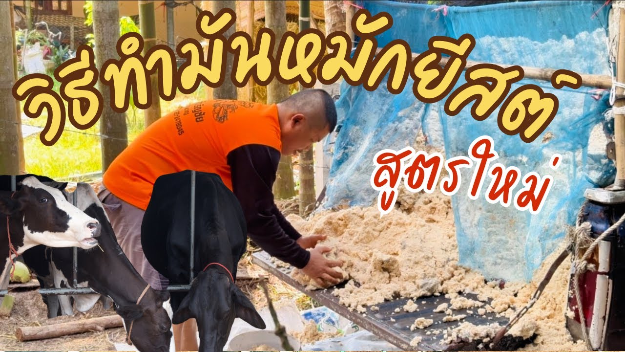 วิธีทำมันมันหมักยีสต์สาโท⁉️สูตรใหม่อาหารวัววากิว ทุกขั้นตอน วัวขุนเกรดพรีเมี่ยม