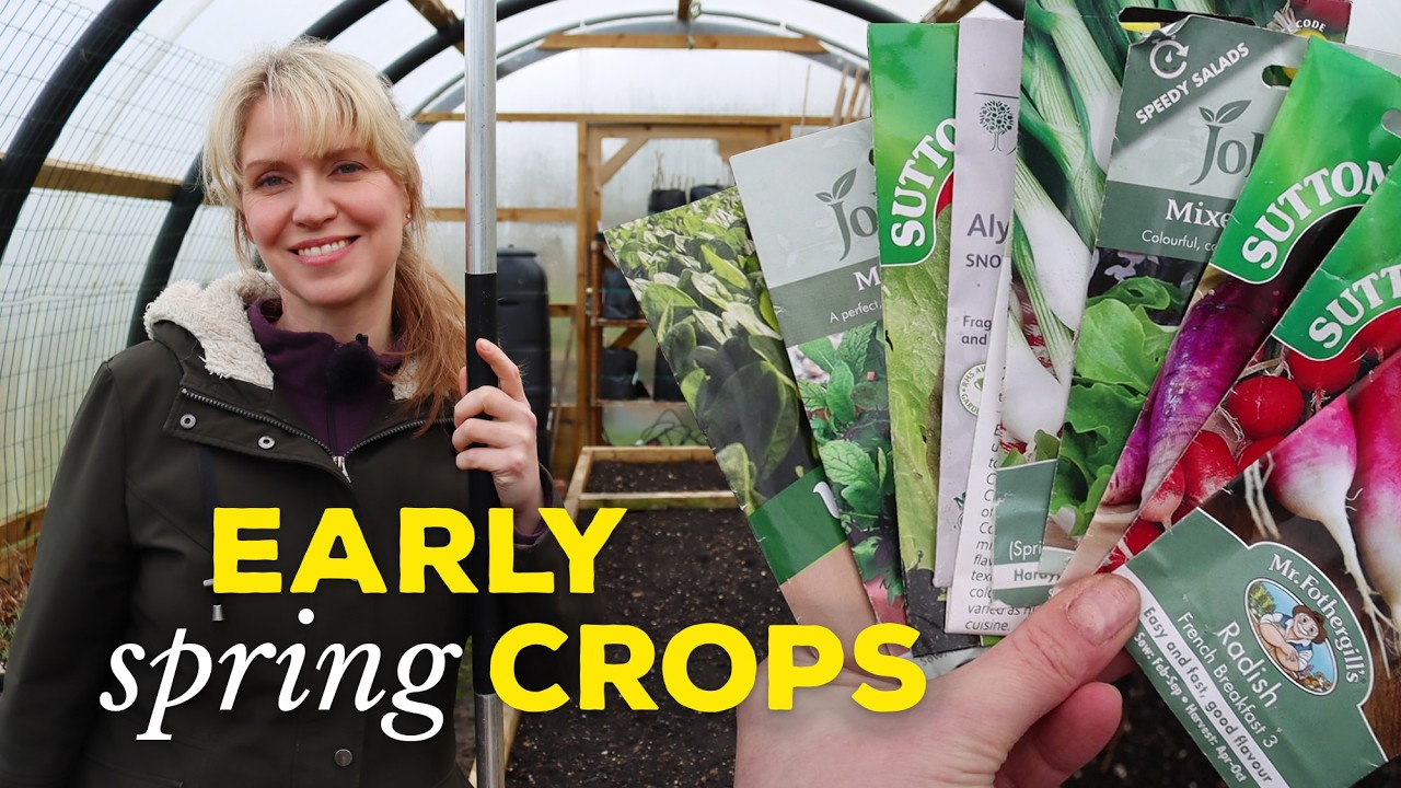 Высаживайте их в конце зимы, чтобы весной получить салат! 🌿