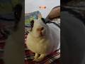 🐰 Hamara Pet Rabbit Putu | Playing & Loving ❤️ #petrabbit #petlove #shorts