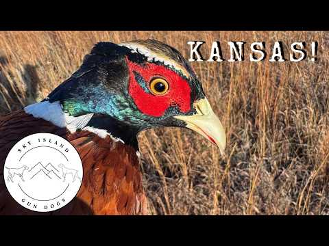 Kansas Pheasant Hunting!