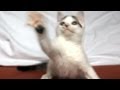 Dancing Kitten Yorgi