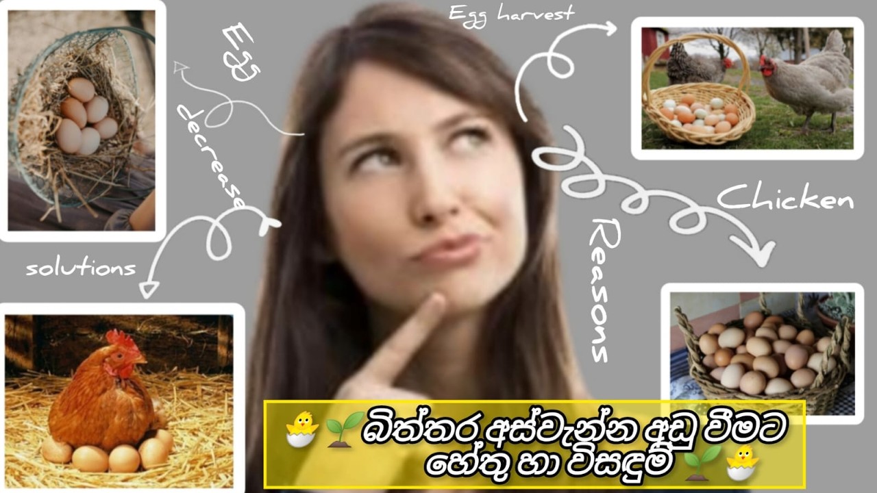 ගම් කුකුල් පාලනය තුලින් සාර්ථක බිත්තර අස්වැන්නක් ලබා ගැනිම සදහා ප්‍රයෝජනවත් අදහස් කිහිපයක් බලමු 🐓❤️