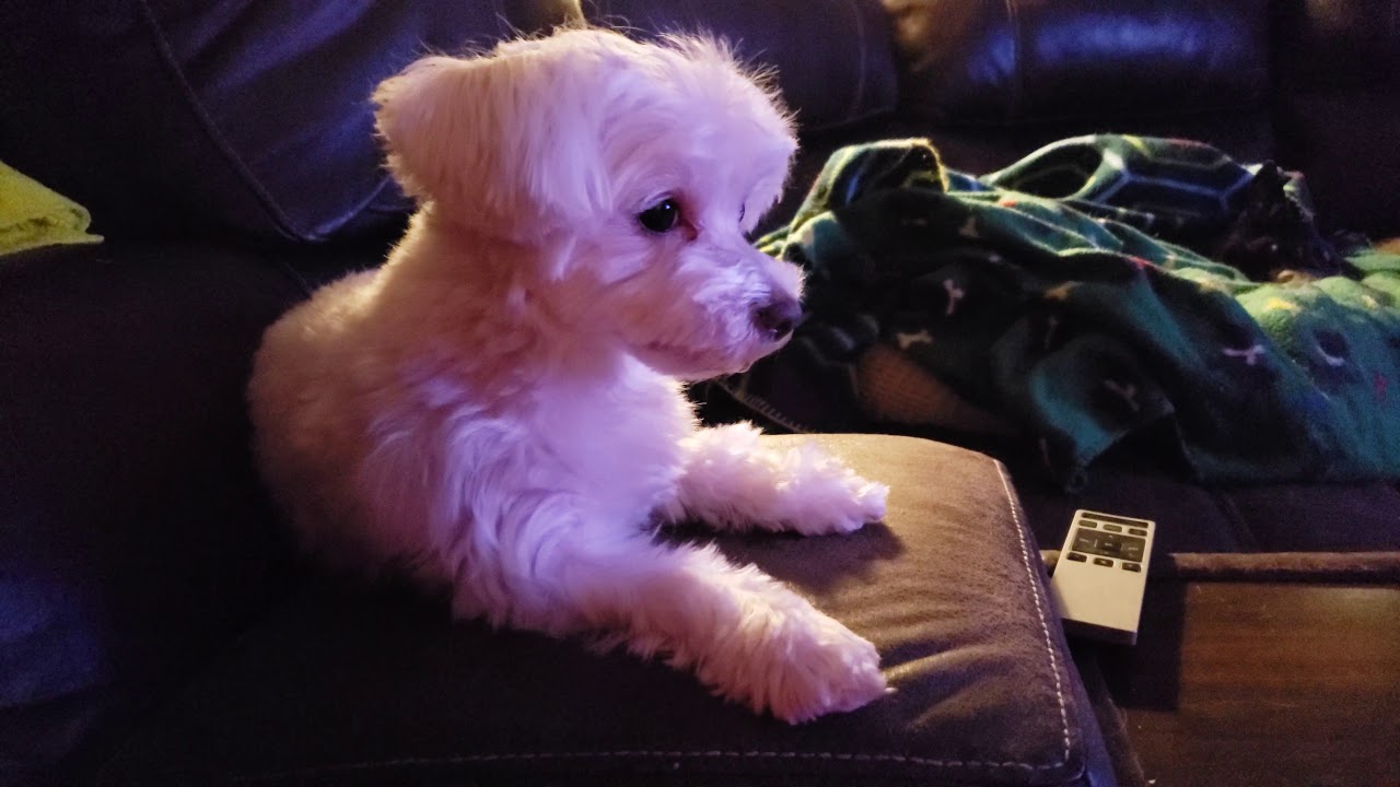 Lulu Christmas 🎅🎄 YouTube