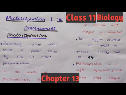 Photorespiration And Its Consequences|Class 11|Chapter 13|Easy Discussion