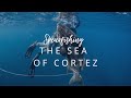 Spearfishing the Sea of Cortez