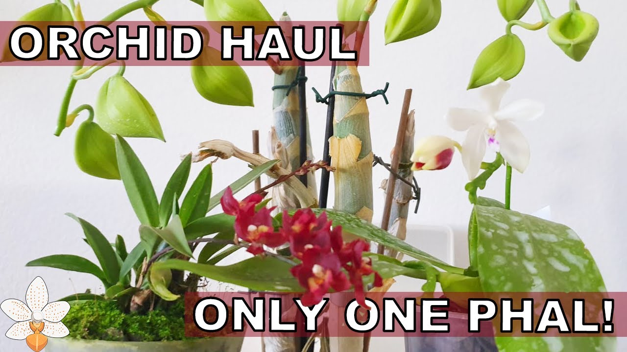 Orchid Haul from the Orchidarium - A Catasetinae, a Phal, and a Complex Intergeneric