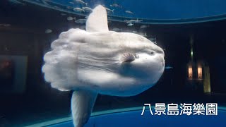 20230124 日本東京 - 八景島海樂園