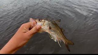 Pescaria no guaraguaçu de robalo e pescada amarela 