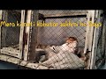 Mera kimati kabutar zakhmi ho Gaya/MK Best Pigeons 