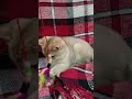 Elia vs. Feathers 🪶 ♥️ #elya #fantik #kitten #cat #like #shorts #game #feather