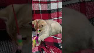 Elia vs. Feathers 🪶 ♥️ #elya #fantik #kitten #cat #like #shorts #game #feather