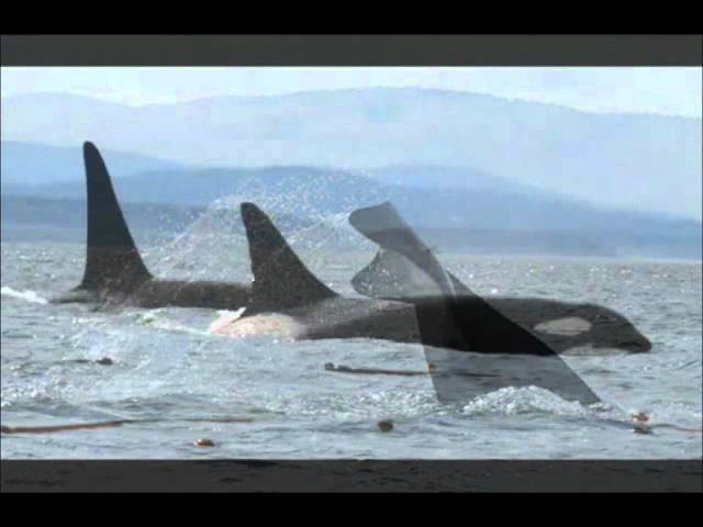 Eamonn Karran - Dance of the Orca