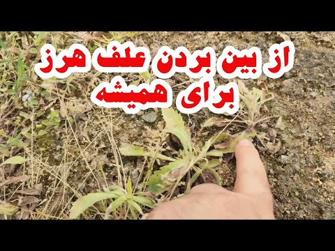 تصویری: علف نی معمولی: چگونه می توان نی ها را در چمن کشت