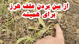 از بین بردن علف هرز برای همیشه / علف هرز را نابود کن