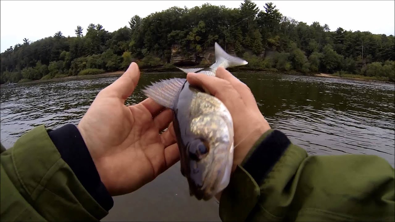 River Bank Fishing Walleyes, Sauger, Smallmouth, White Bass, Drum Early
