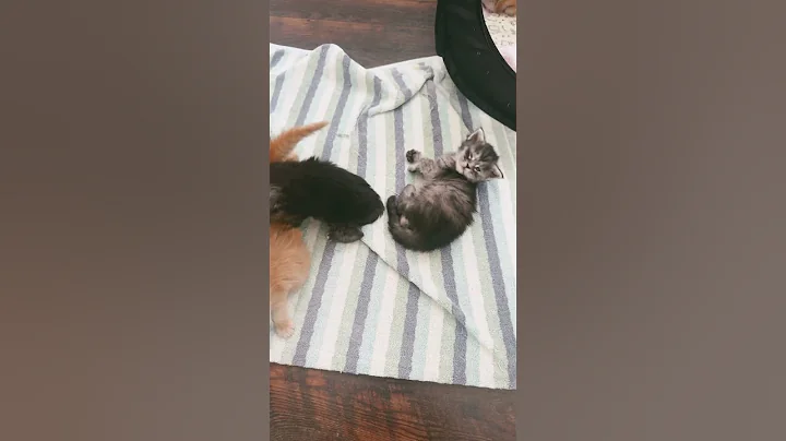 Video 8818751: maine coon litter, maine coon kitten, mainecoon kitten, eyes mainecoon, blue mainecoon, kittens rare