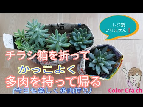 多肉植物】チラシ箱を折って狩った多肉を上手に持って帰ろう!!/origami