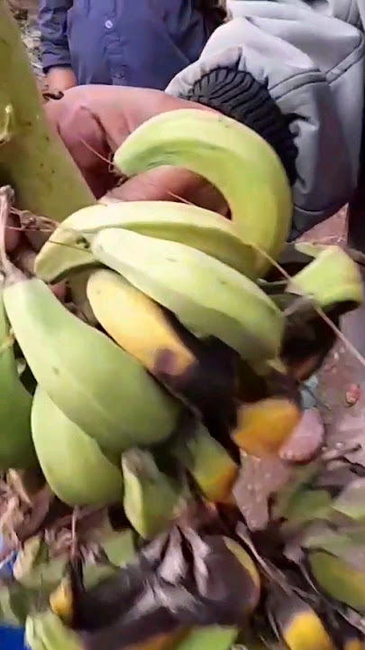Penyakit Layu Bakteri Pada Pisang Yg Menyebabkan Gejala Busuk Pada Buah (@kamldchannel)
