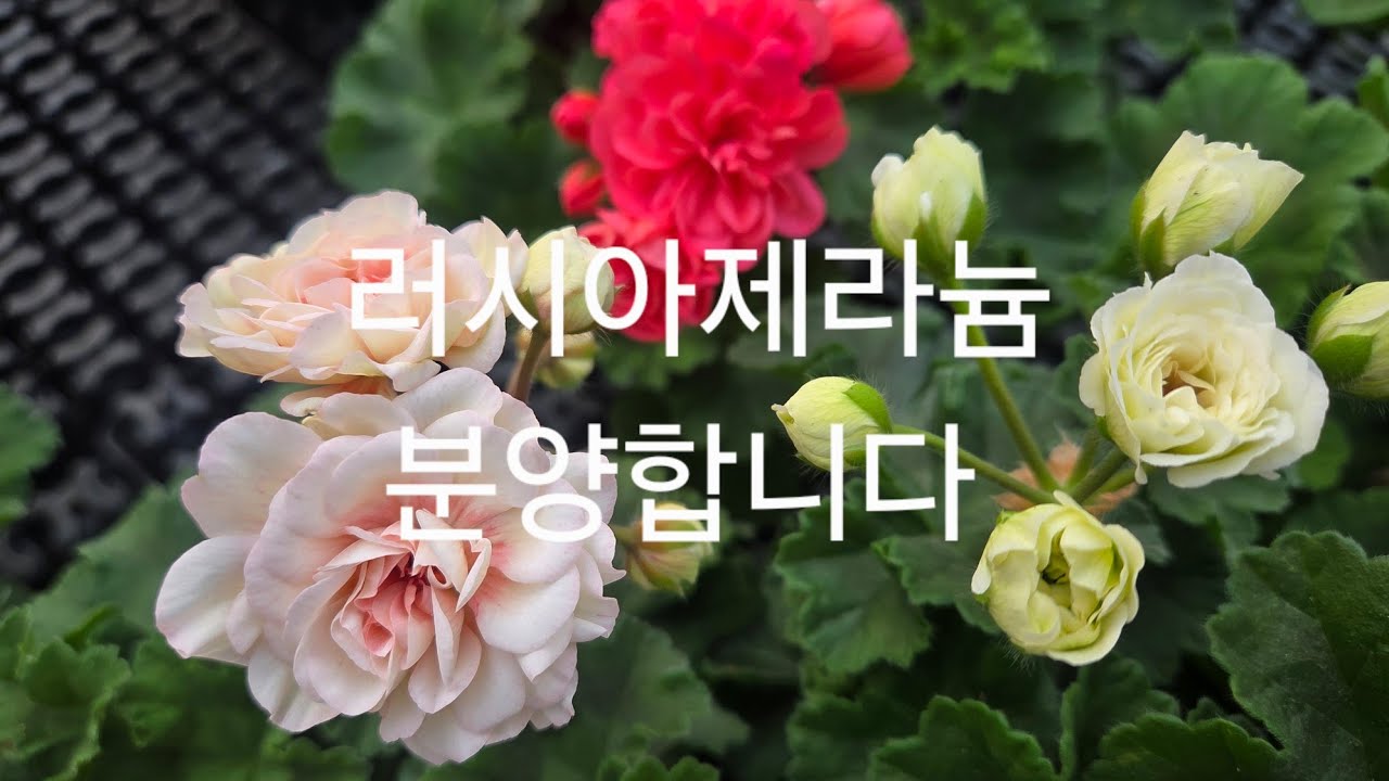 러시아제라늄 특가 분양합니다 010 9821 3566 문자남겨주세요 