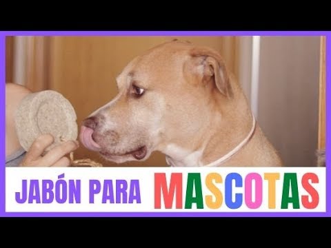 JABÓN para PERROS 100% NATURAL NO TÓXICO | PAUTAS ASEO DE UN PERRO