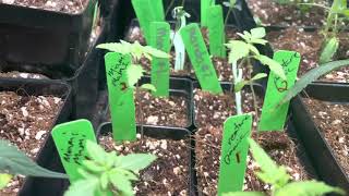 Gorilla tent. (Clones)