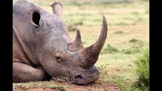 गैंडे का सींघ किससे बनता है / What is rhinoceros horn made of  | #shorts #rhino #short #rhinofact
