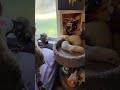 Cat Goddess Recruitment Now Open 