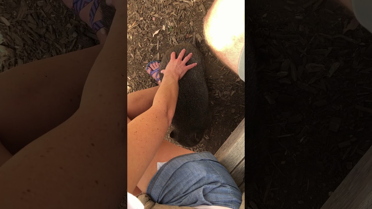 Crystal the wombat at our feet at Bonorong Animal Sanctuary Tasmania