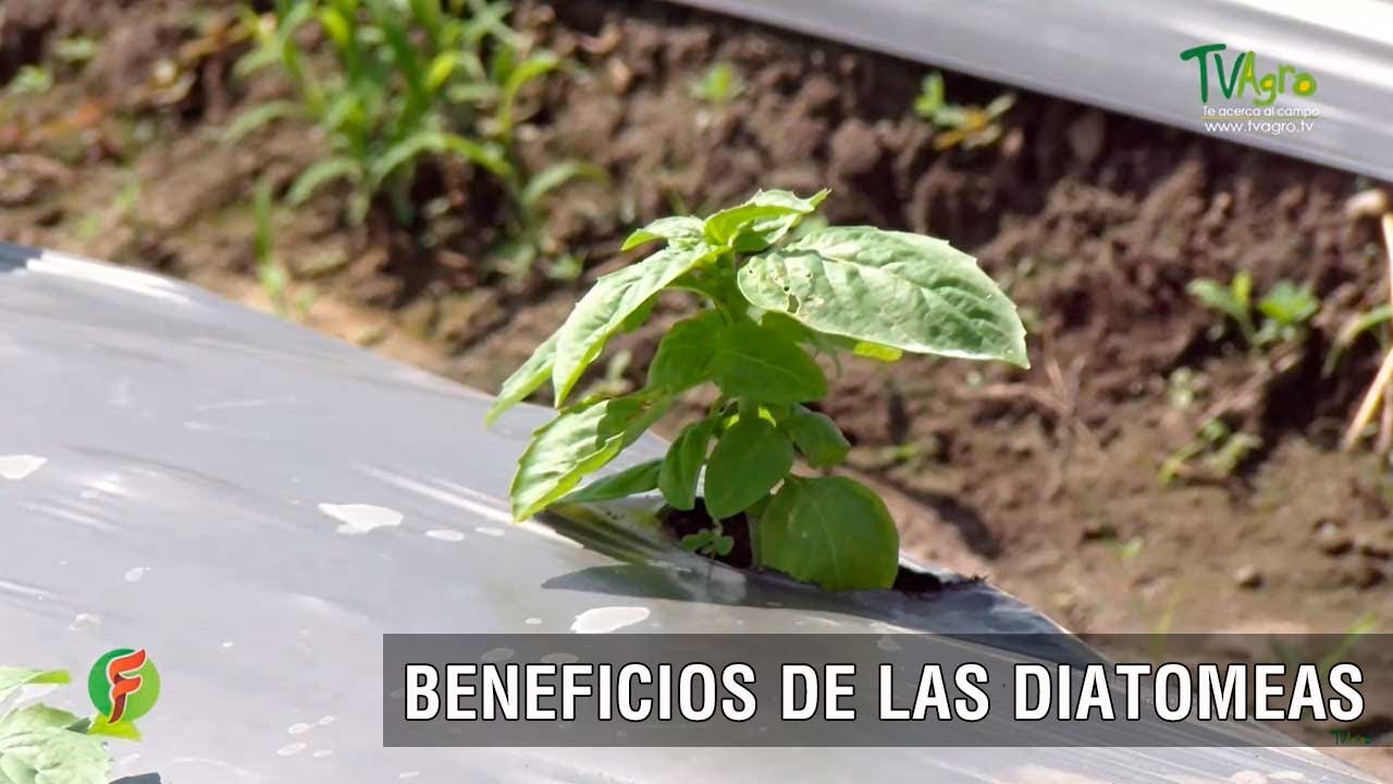 Beneficios de las diatomeas - TvAgro por Juan Gonzalo Angel Restrepo