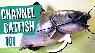 All About Channel Catfish In 5 Minutes