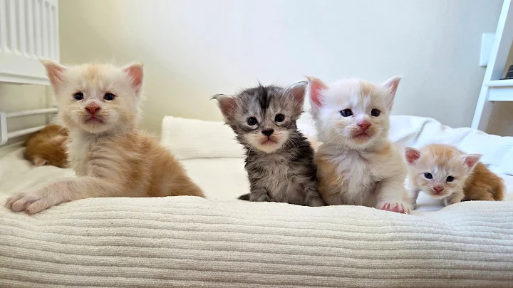 Video 10305471: coon kitten, little kitten