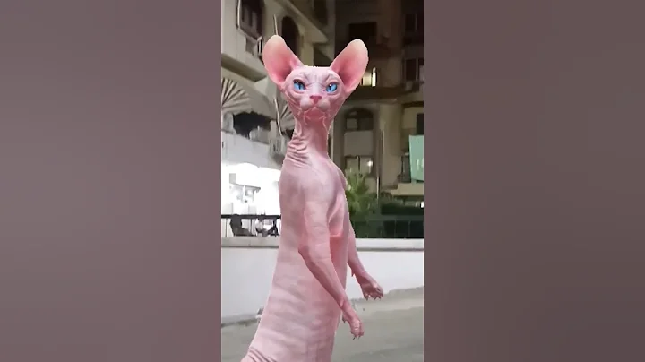 Watch the video about #cat #lol #funny #crazz #shortvideo #sphynx #explore