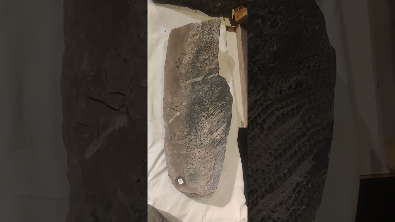 Fossilized Paleoniscoid fish scales at the Idaho Museum of Natural History