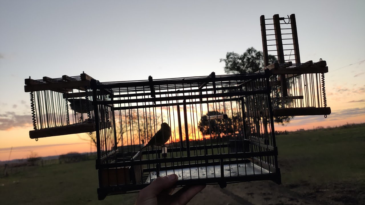 Cazerias, canto y mucho frio! caza de 7 colores