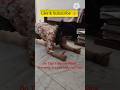 How to Do a Perfect Plank for Flat Stomach |Daily Fitness Routine #FitnessTips #PlankChallenge#viral