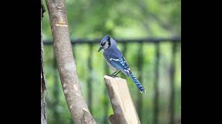 Lonely Blue Jay Singing Sounds  1 Hour (Bird Attracting, Ambient, Whitenoise, ASMR, Meditation)