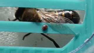 The Varroa Desctuctor screenshot 4