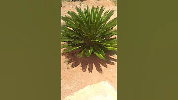 Beautiful Flower For 2025 