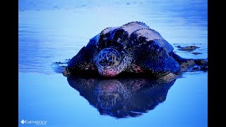 In Defense of Leatherbacks