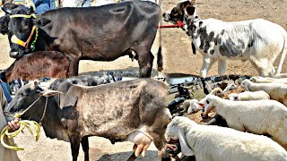 Mandra Mandi today / Maveshi Mandi / janwaar Mandi / Bakra Mandi / Bakra market / Mani Hashmi