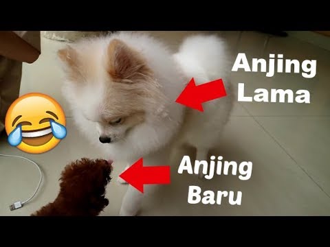 Video: Bolehkah Anda Mengajar Trik Baru Anjing Lama?