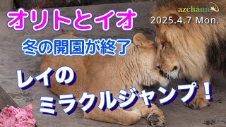 旭山動物園ライオン】オリトファミリーの冬が終了！仰天‼️最後の締め
