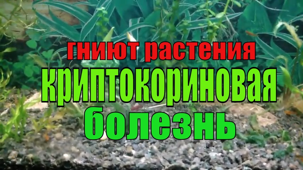Почему гниют приоры
