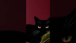Vintage Noir Jazz for Late Night Relaxation  #Shorts #VintageJazz