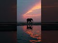 A Lone Elephant Crossing a River at Sunset #ai